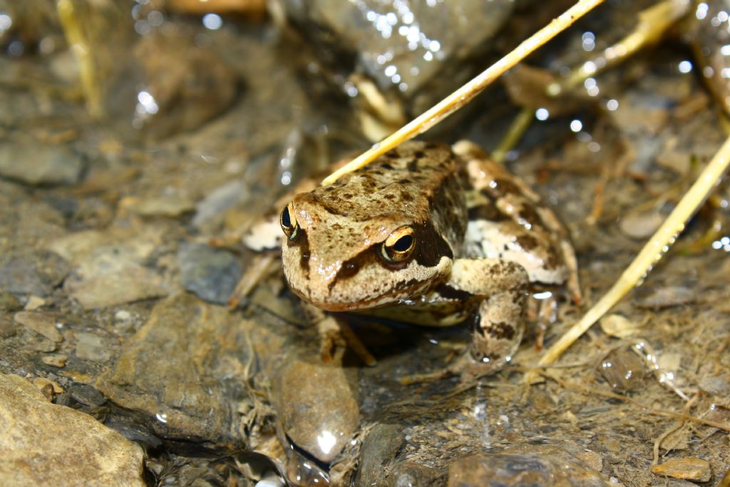 Rana temporaria-2